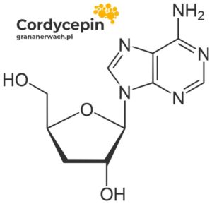 Kordycepina - składnik grzyba Cordyceps Sinensis