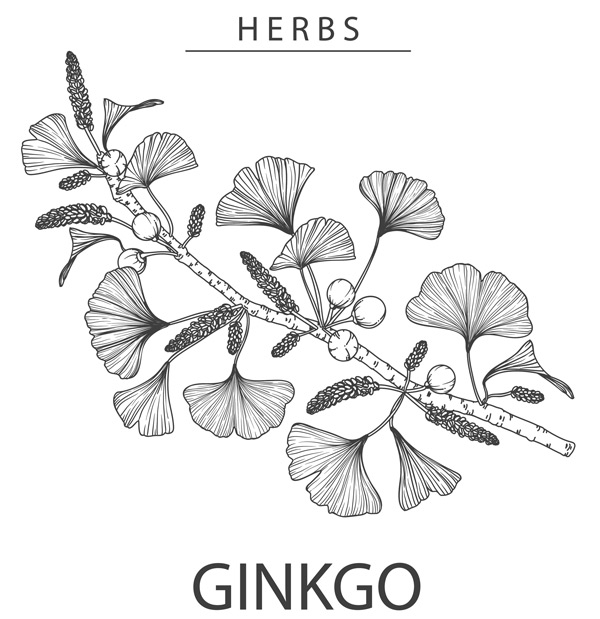 Miłorząb japoński - liście Ginkgo Biloba - ilustracja, szkic