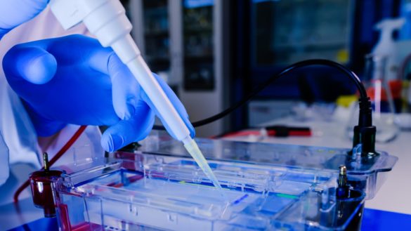 dłonie w rękawiczka nakładające za pomocą pipety preparat chemiczny do naczyń laboratoryjnych