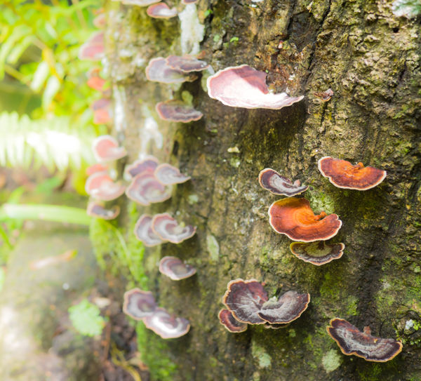 grzyb wrośniak różnobarwny na pniu drzewa