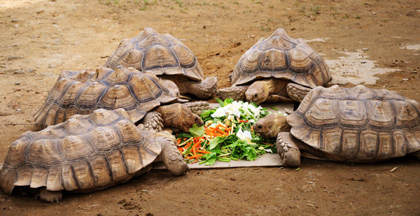 długowieczne żółwie jedzą warzywa