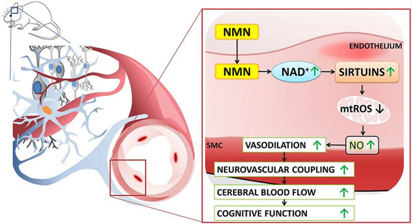 Wpływ NMN i NAD+ na funkcję śródbłonka i krążenie mózgowe