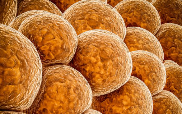 brunatna tkanka tłuszczowa - wizualizacja adipocytów