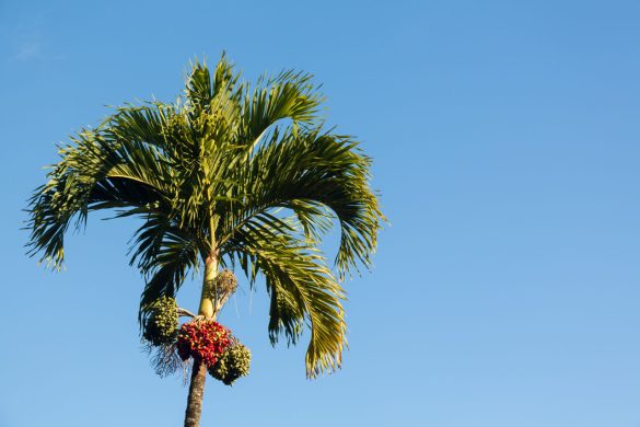 Palma areka liście betelu