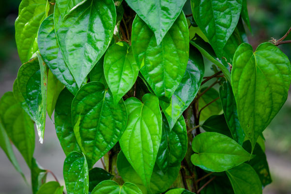 liście pieprzu żuwnego areca betel